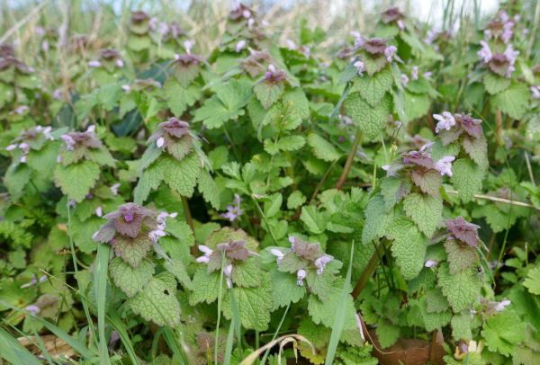 Lamier pourpre (Lamium purpureum)_2 &copy; Nicolas Macaire / LPO